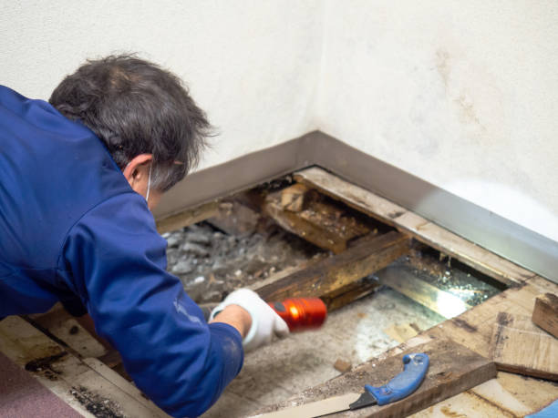 Best Black Mold Remediation in Corinth, TX
