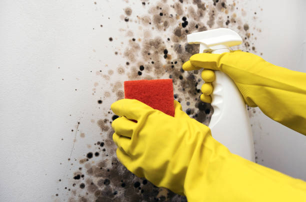 Best Bathroom Mold Remediation in Corinth, TX