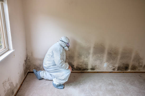 Best Crawl Space Mold Remediation in Corinth, TX