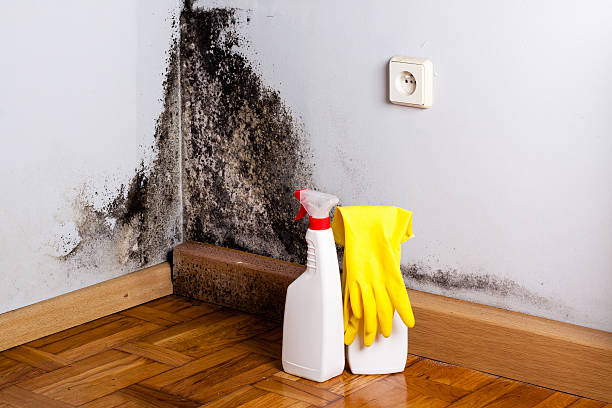 Best Mold Remediation for Schools in Corinth, TX