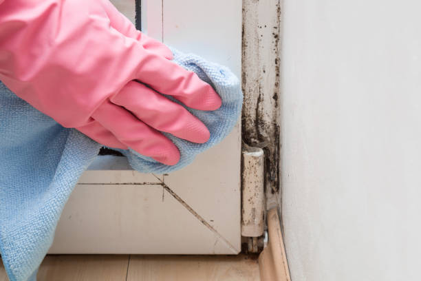 Best Residential Mold Remediation in Corinth, TX