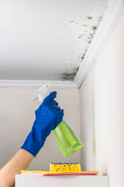 Best Mold Remediation for Schools in Corinth, TX