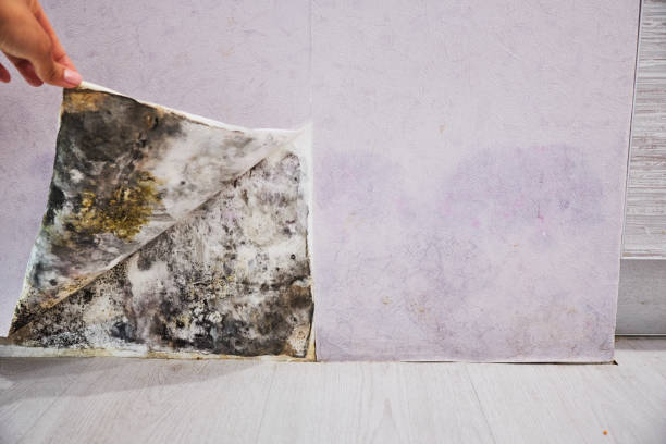 Best Localized Mold Remediation (e.g., coastal areas, humid climates) in Corinth, TX
